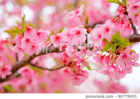 河津櫻花 90779093