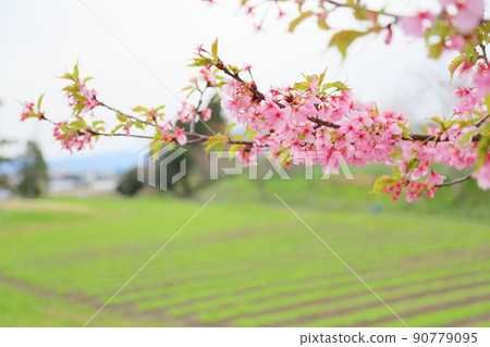 河津櫻花 90779095