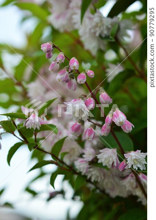 Sarasautsugi（Chintz Soragi） 90779295