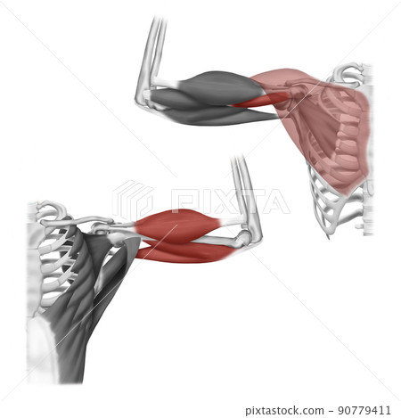 解釋肱二頭肌的醫學插圖 90779411