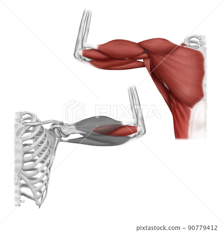 解釋肱肌的醫學插圖 解釋肱肌的醫學插圖 90779412