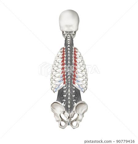 解釋提肌肋肌和脊柱肌肉的醫學插圖 解釋提肌肋肌和脊柱肌肉的醫學插圖 90779416