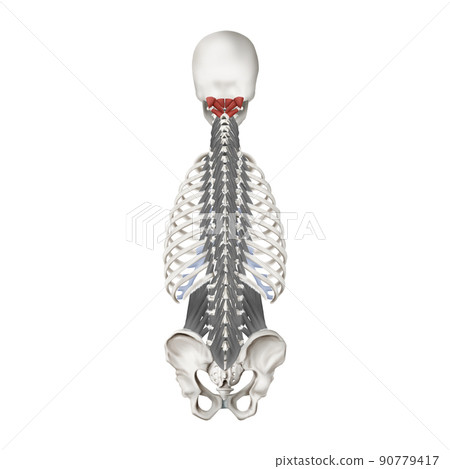 解釋枕下肌肉和脊柱肌肉的醫學插圖 90779417