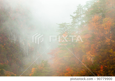 [Nikko, Tochigi Prefecture] Autumn leaves Setoaikyo Watari Suspension Bridge October After the rain 90779900