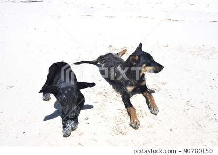 A good friend dog relaxing on the beach A good friend dog relaxing on the beach 90780150