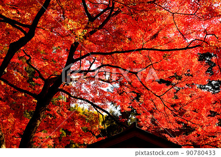 Autumn landscape autumn leaves Autumn landscape autumn leaves 90780433