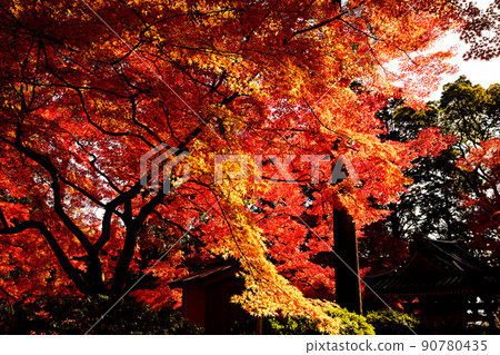 Autumn landscape autumn leaves 90780435