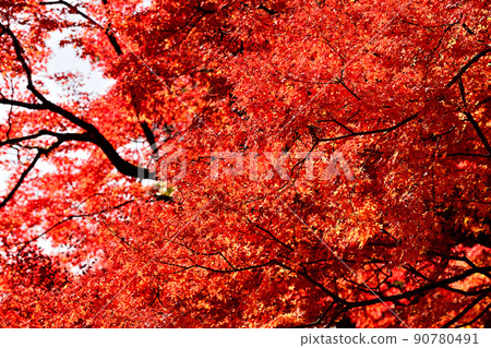 Autumn landscape autumn leaves Autumn landscape autumn leaves 90780491