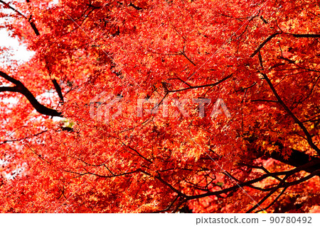 Autumn landscape autumn leaves Autumn landscape autumn leaves 90780492