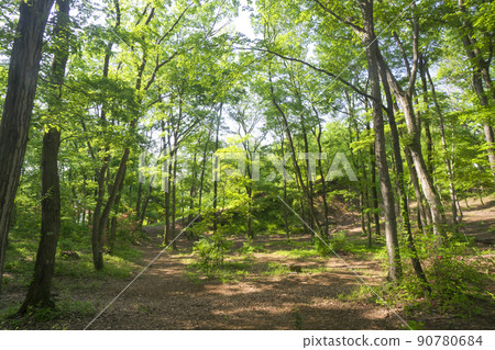 綠意盎然的狹山丘陵中的狹山綠地之森 綠意盎然的狹山丘陵中的狹山綠地之森 90780684