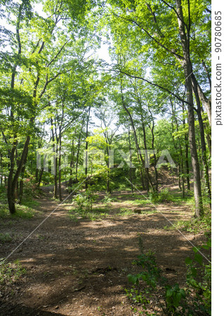 綠意盎然的狹山丘陵中的狹山綠地之森 90780685
