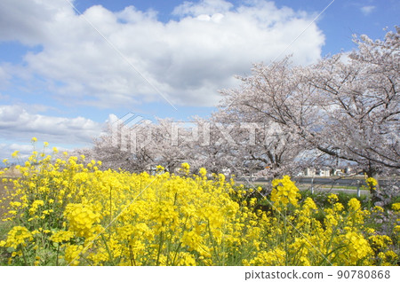 強姦花朵和櫻花 強姦花朵和櫻花 90780868