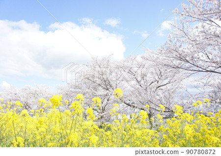 強姦花朵和櫻花 強姦花朵和櫻花 90780872