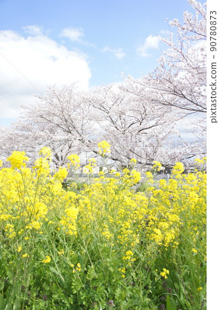 Rape blossoms and cherry blossoms Rape blossoms and cherry blossoms 90780873