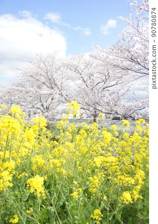 Rape blossoms and cherry blossoms Rape blossoms and cherry blossoms 90780874