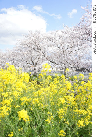 Rape blossoms and cherry blossoms Rape blossoms and cherry blossoms 90780875