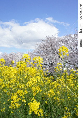 Rape blossoms and cherry blossoms Rape blossoms and cherry blossoms 90780876