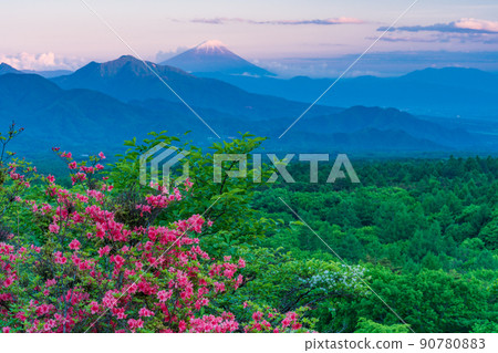 (Yamanashi Prefecture) Beautiful forest of Kiyosato where azaleas bloom, distant view of Mt. Fuji, evening view 90780883