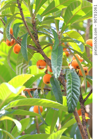 已經到了收穫季節的枇杷果實 90781061