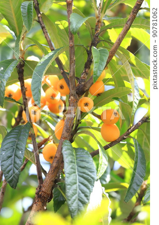 Loquat fruit that has reached the harvest season 90781062