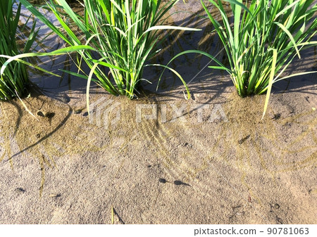 Tadpoles swimming in paddy fields that have been planted 90781063