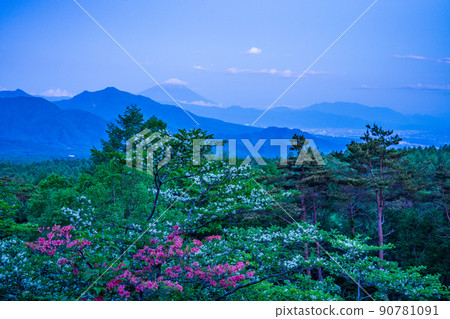 (山梨縣)杜鵑花和海棠的美麗森林,遠眺富士山,夜景 (山梨縣)杜鵑花和海棠的美麗森林,遠眺富士山,夜景 90781091