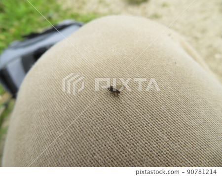 Gnat 的同伴相互依偎 90781214