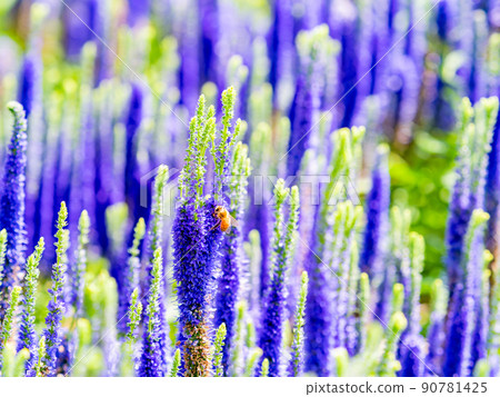 初夏的可愛花朵維羅妮卡和蜜蜂像藍色的刷子 90781425
