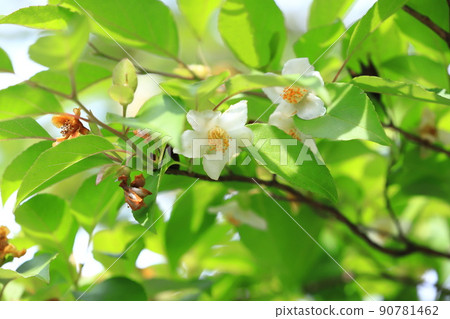 Pretty Himeshara flowers 90781462