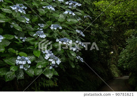 鎌倉龜矢塚的繡球花 鎌倉龜矢塚的繡球花 90781621