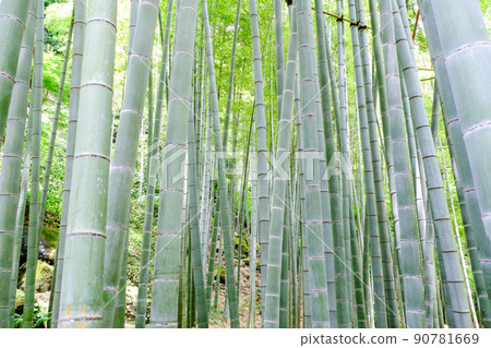 藍樹竹林 90781669