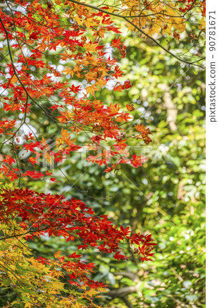 秋葉在日本 90781671