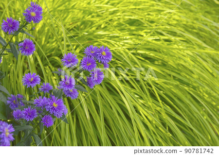 Peacock Astar Peacock Astar 90781742