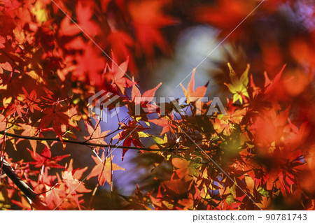 Autumn leaves in Japan 90781743
