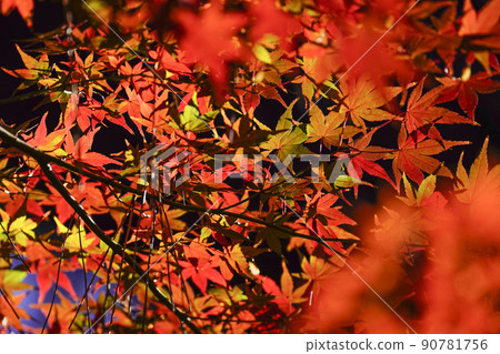 Autumn leaves in Japan 90781756