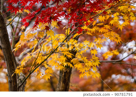 秋葉在日本 90781791