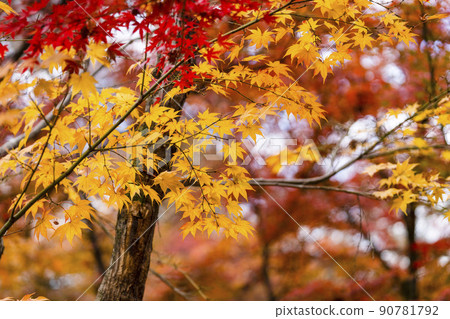 秋葉在日本 秋葉在日本 90781792