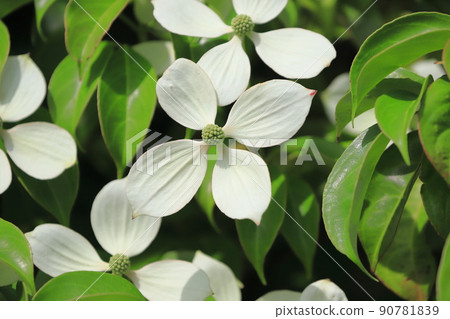 Tokiwayama Hoshi in full bloom (Tokiwayamaboshi) Tokiwayama Hoshi in full bloom (Tokiwayamaboshi) 90781839