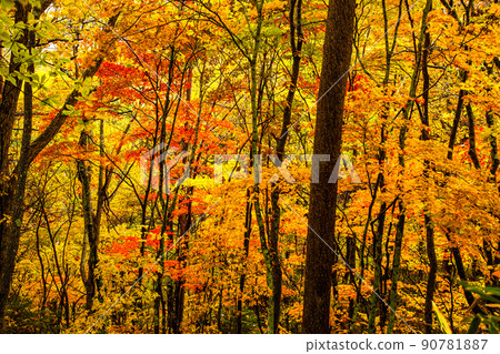[Tochigi Prefecture, Oku-Nikko] Autumn leaves drive on Sanno Forest Road October 90781887