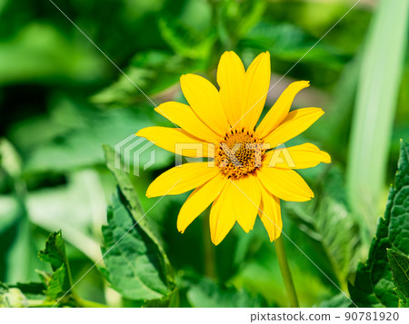 初夏可愛的花朵，盛開的向日葵 90781920