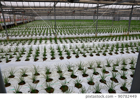 Nura's house cultivation 90782449