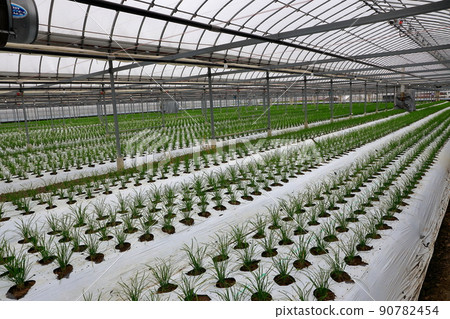 Nura's house cultivation Nura's house cultivation 90782454