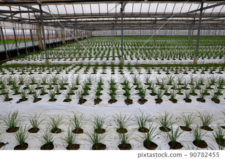 Nura's house cultivation Nura's house cultivation 90782455