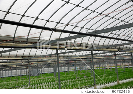 Nura's house cultivation Nura's house cultivation 90782456