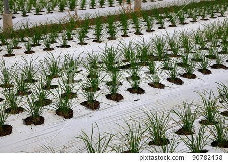 Nura's house cultivation Nura's house cultivation 90782458