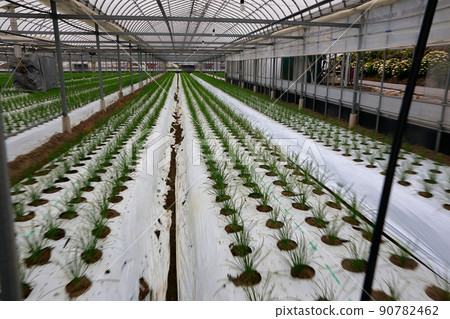 Nura's house cultivation 90782462