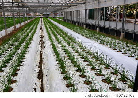 Nura's house cultivation Nura's house cultivation 90782465