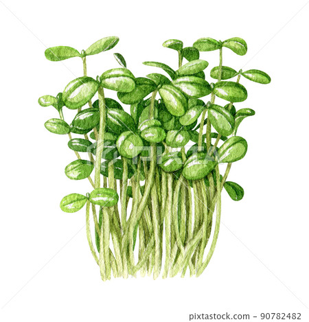 Sunflower microgreen sprouts. Watercolor illustration. Hand drawn green fresh young plant shoots. Sunflower plant healthy microgreens element. Microgreen sprouts on white background 90782482