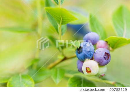When I'm eating soon, blueberries 90782529