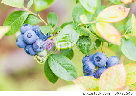 When I'm eating soon, blueberries When I'm eating soon, blueberries 90782546